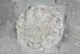 Four Edrioasteroid (Edriophrus) Fossils - (Special Price) #68342-3